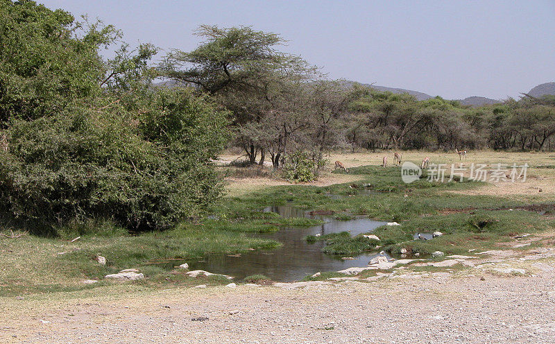 Buffalo Springs